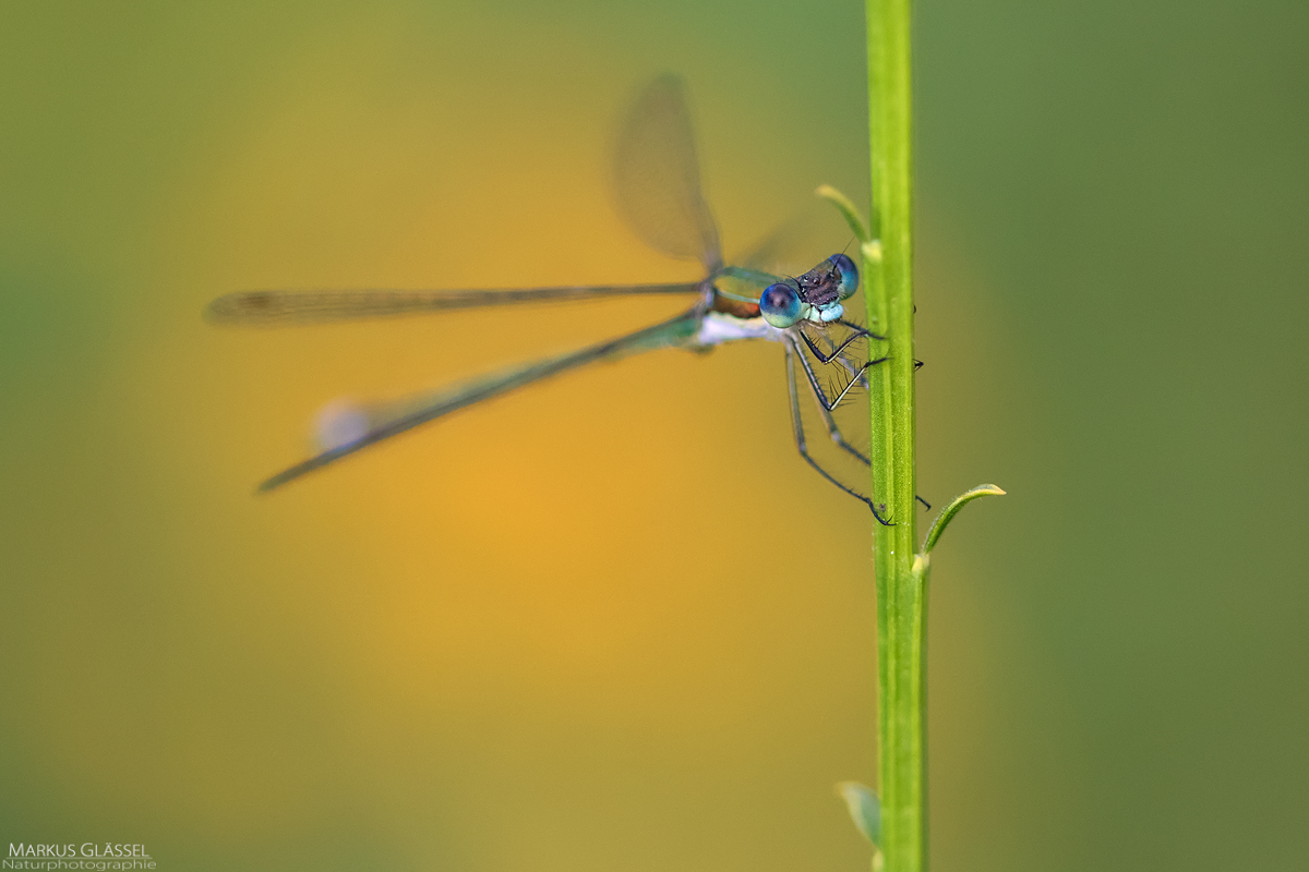 Im Visier der Lestes virens