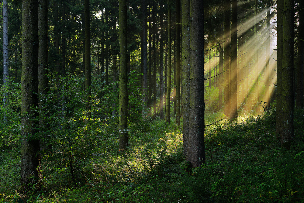 Ein bisschen Licht in den Wald lassen ....