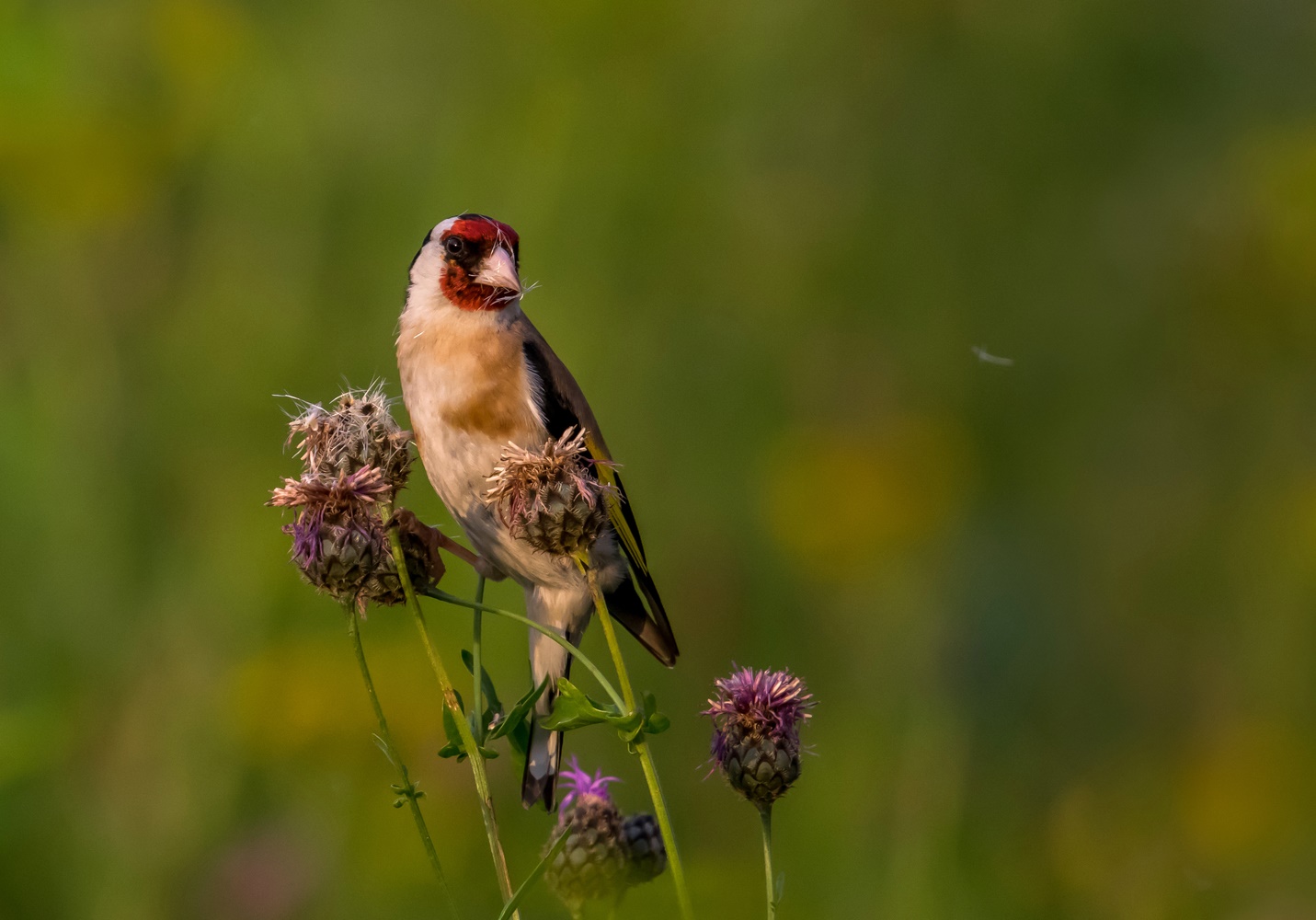 Distelfink im Abendlicht