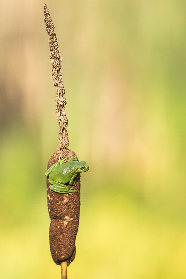 "Rohrfrosch"