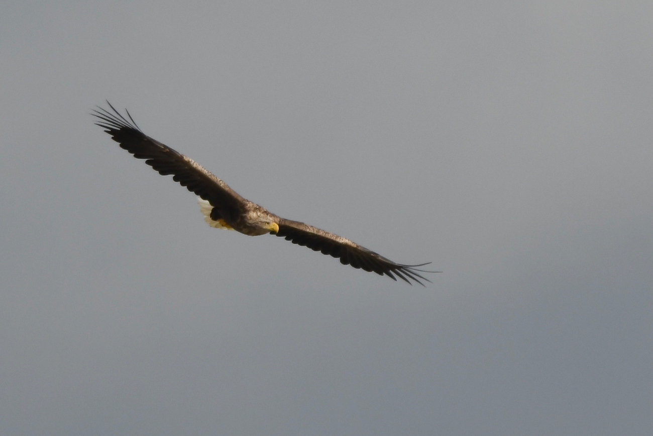 Seeadler