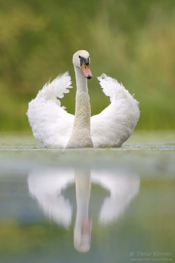 Höckerschwan