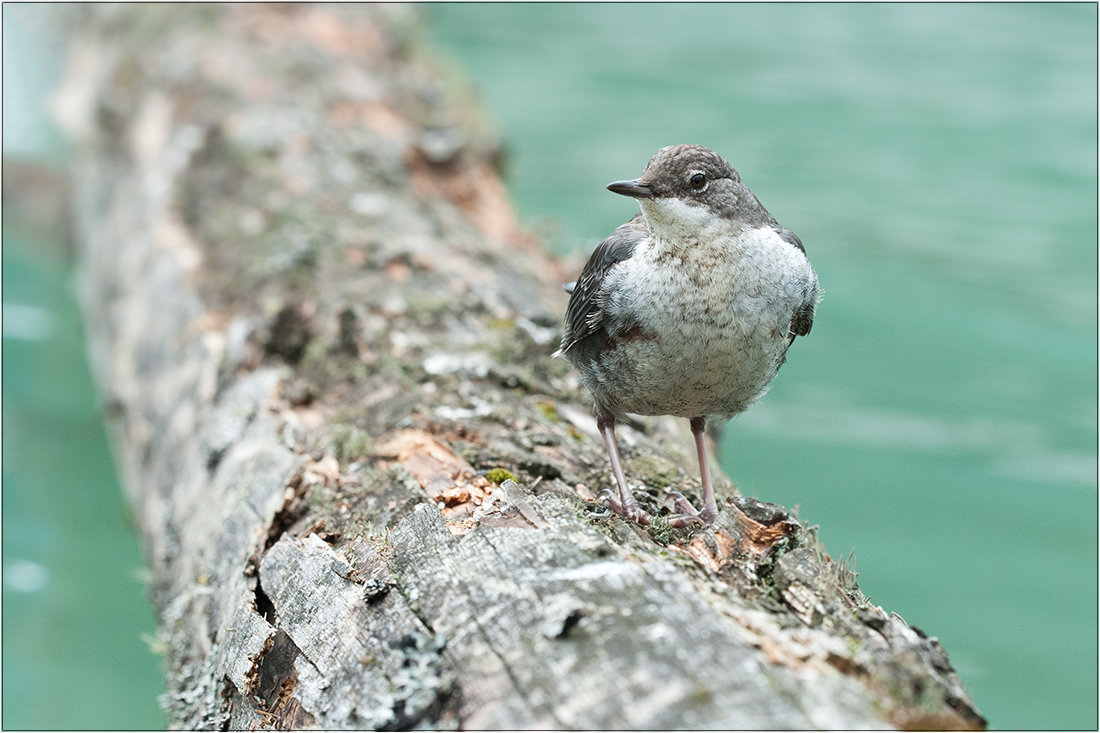 Junge Wasseramsel