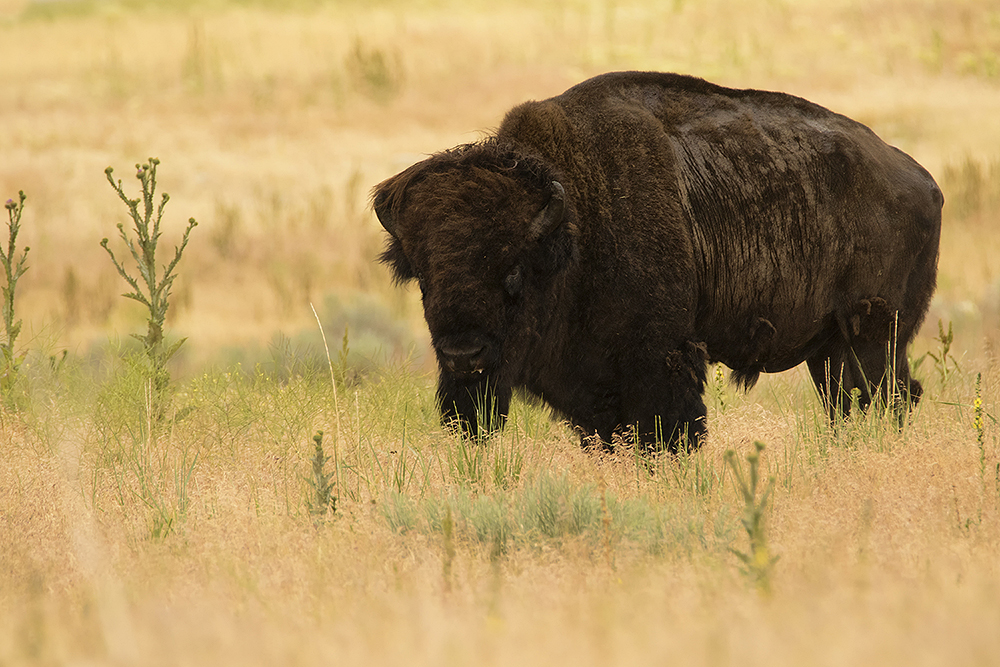 Die letzten wilden Bisons der USA...
