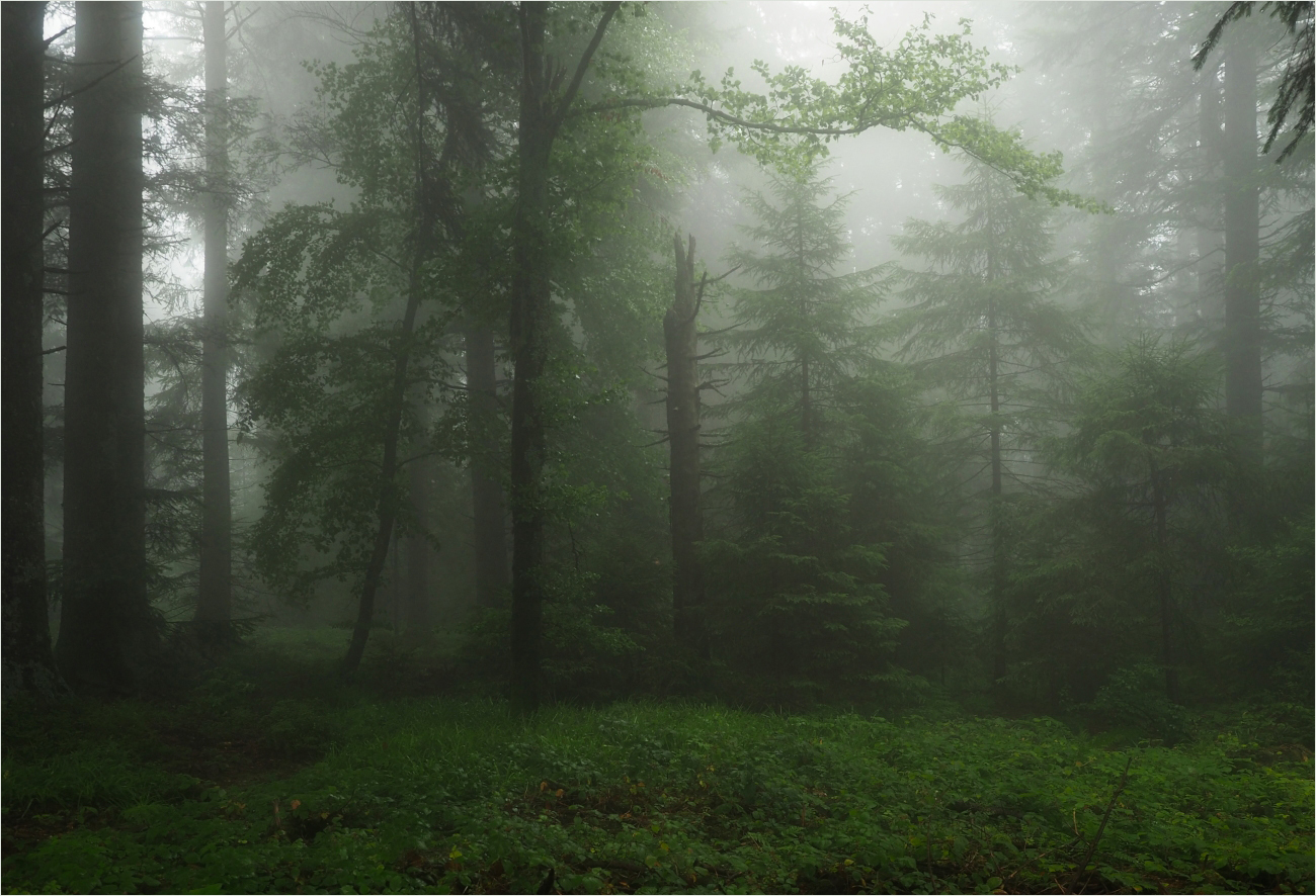 Nebelwald Nebelwald
