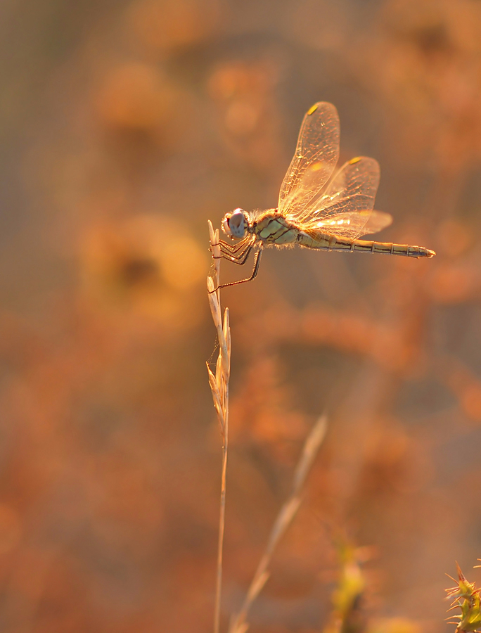 Sympetrum Fonscolombii im letzten Gegenlicht