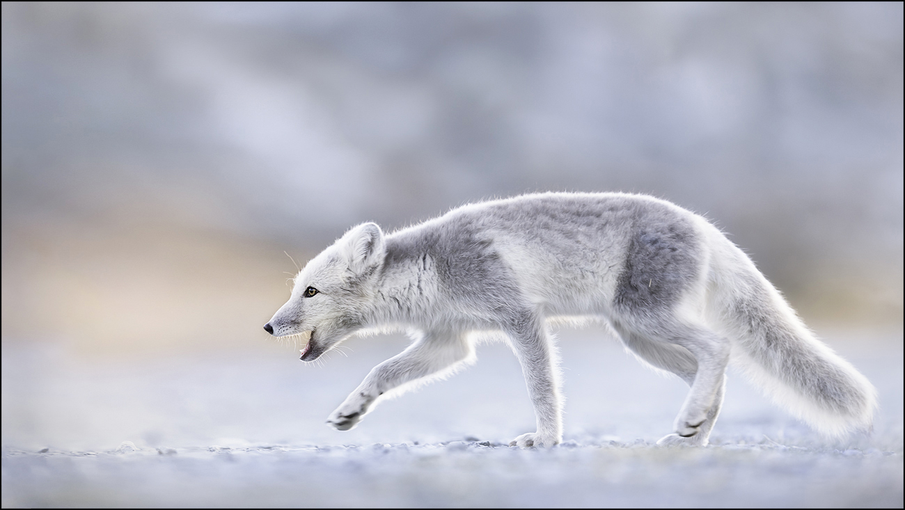 snow fox