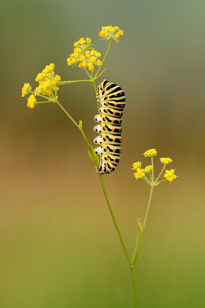 Schwalbenschwanz Raupe