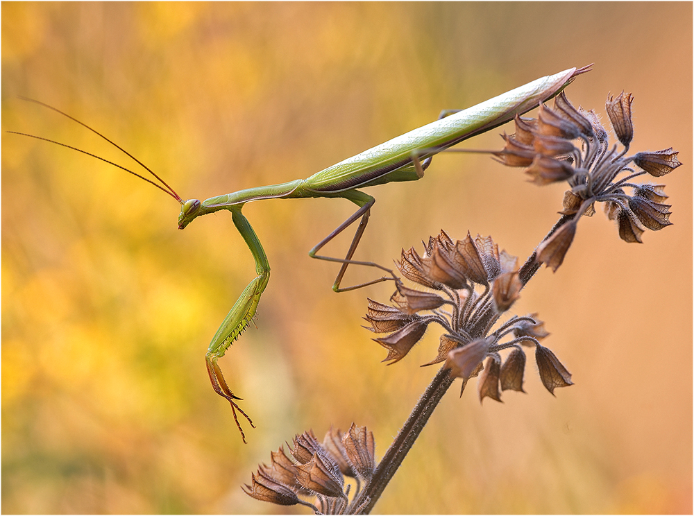 Mantis religiosa