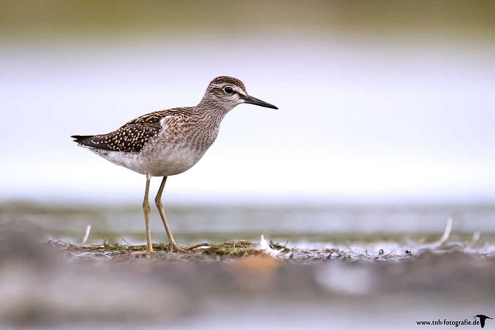 ~Bruchwasserläufer~