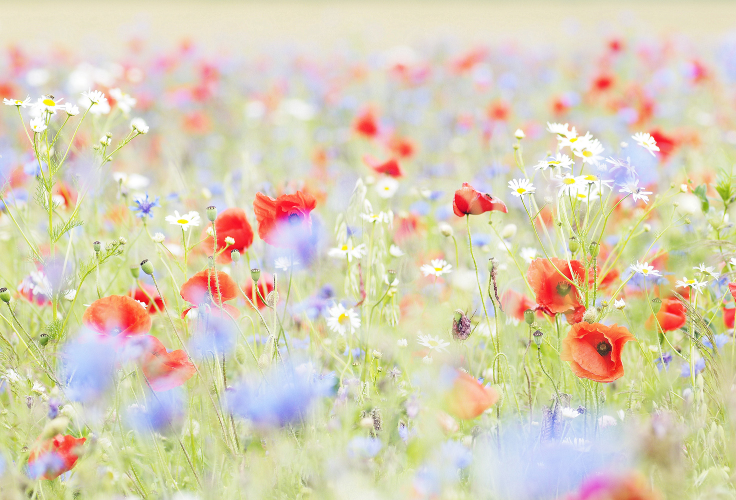 Noch ein Blick in die Frühsommerwiese