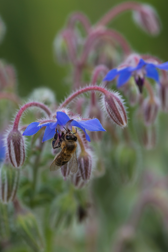 Honigbiene auf Borretschblüte