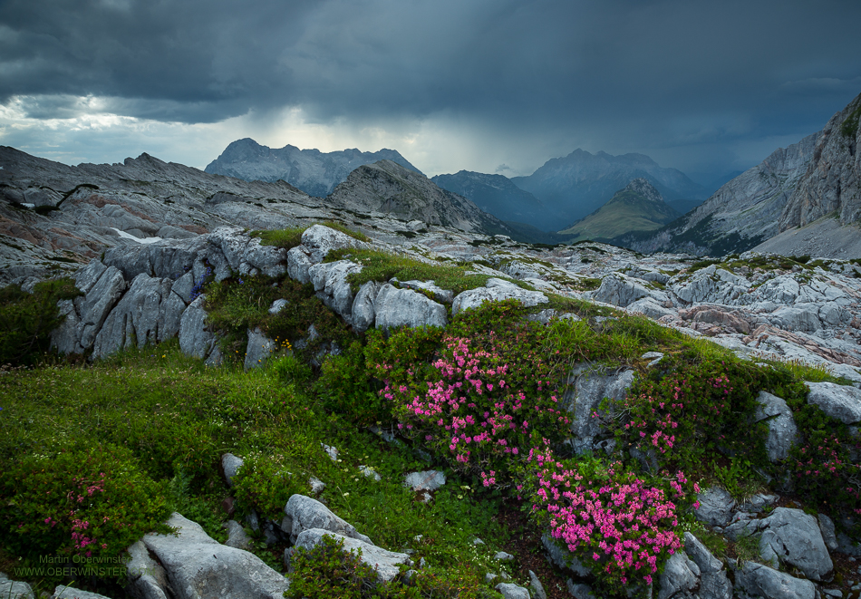 Alpenrosen