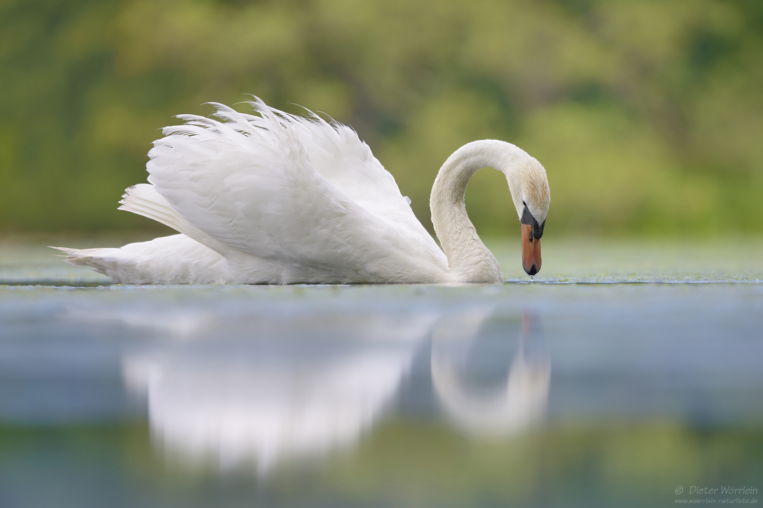 Höckerschwan II