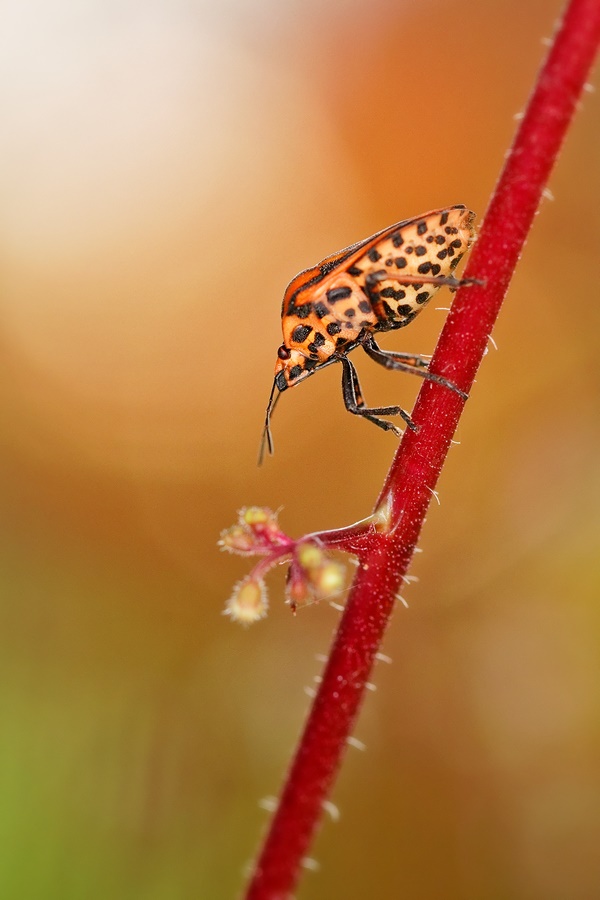 Streifenwanze (Graphosoma lineatum)