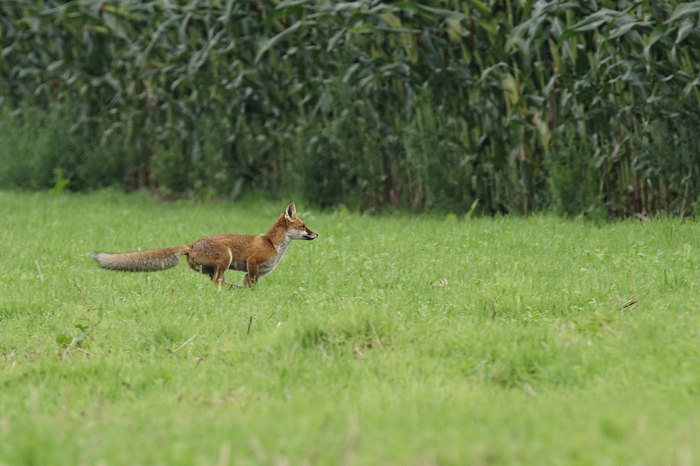 Fox on the run!