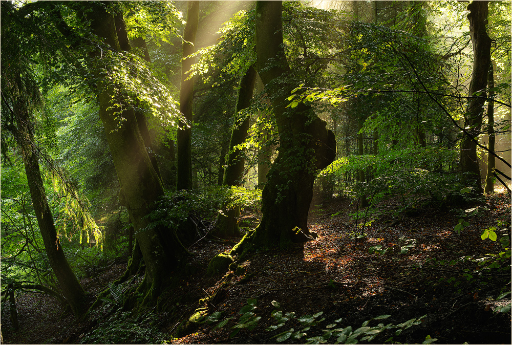 Затеряно в лесу. Wald. Wald Park светлое. Ковш Wald. Maerchenwald.