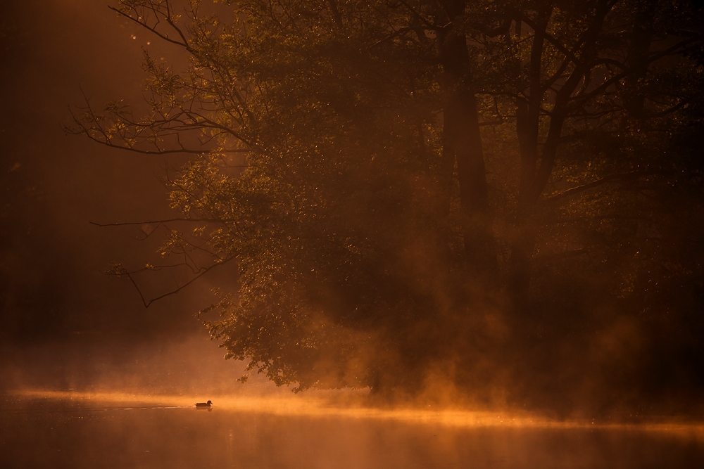 ~ Morgens am See ~