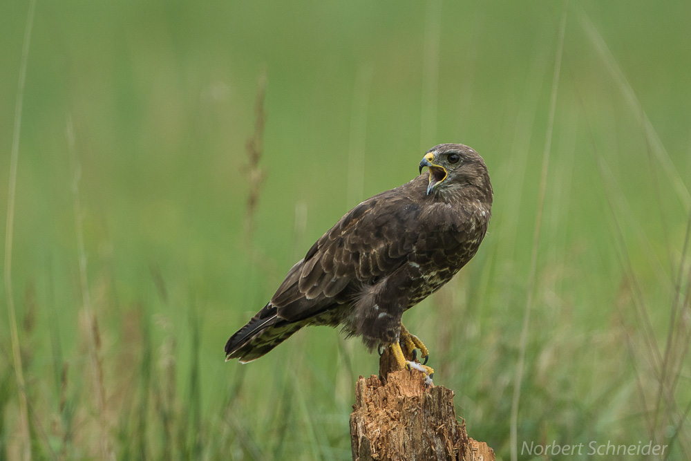 Mäusebussard