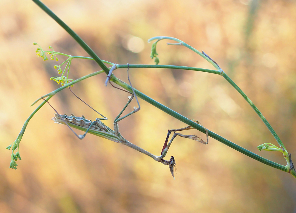 Haubenschrecke auf Wildem Fenchel
