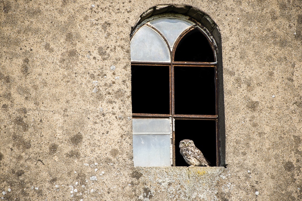 Willkommen in der Steinkauzhochburg