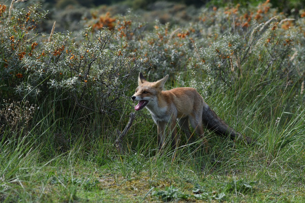 Dünenfuchs