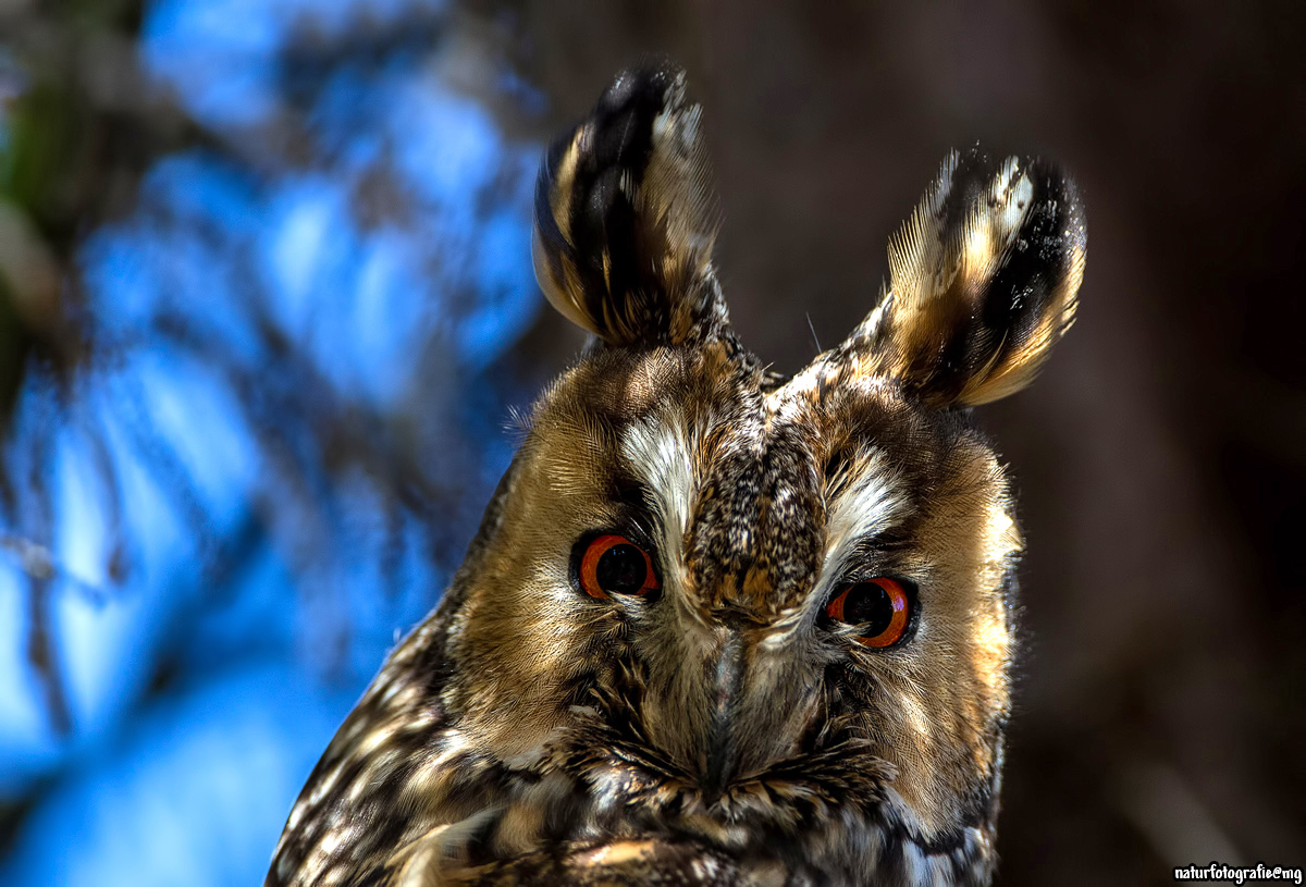 WOE Portrait Wildlife