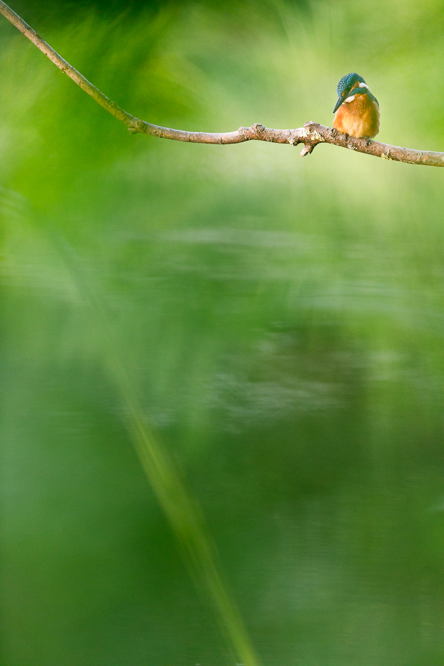 Eisvogel