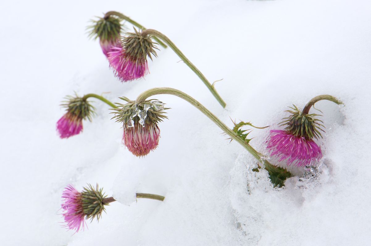 Vom Schnee überrascht