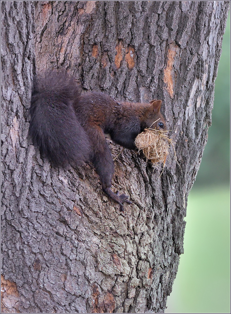 *Echhörnchen beim Kobelbau*