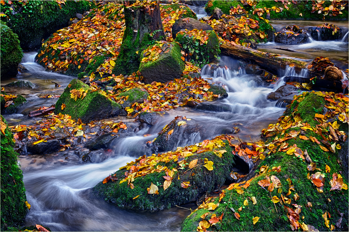 ~ autumn ~