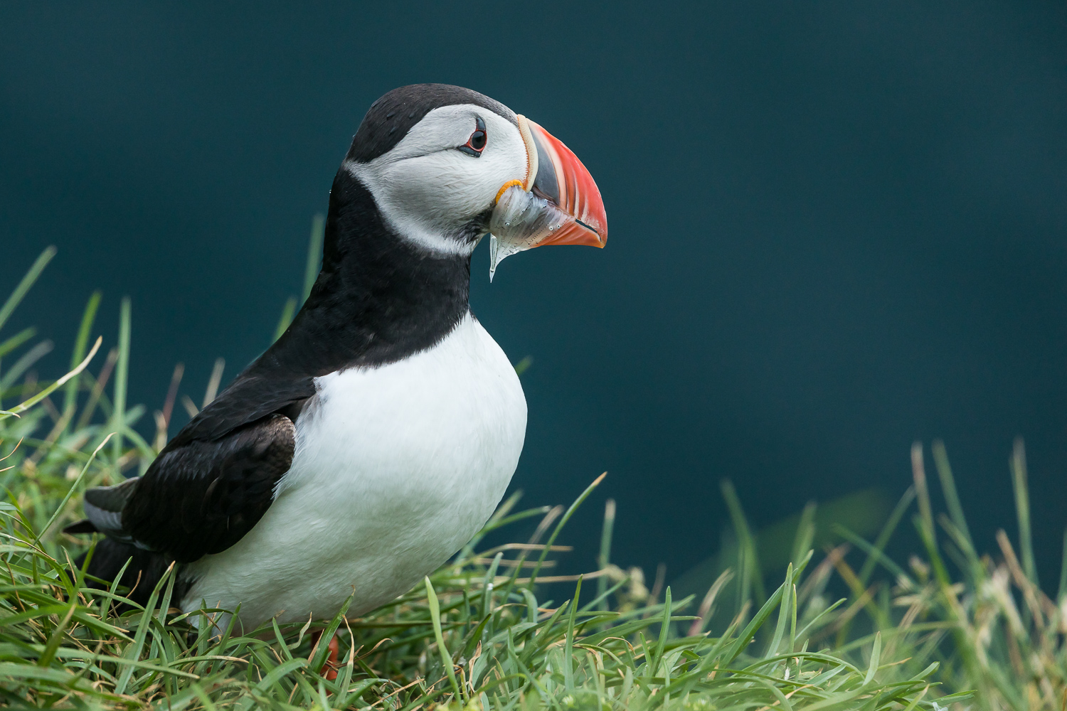 Puffin mit Beute