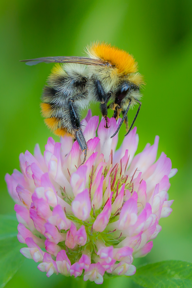 fleißige Bienchen