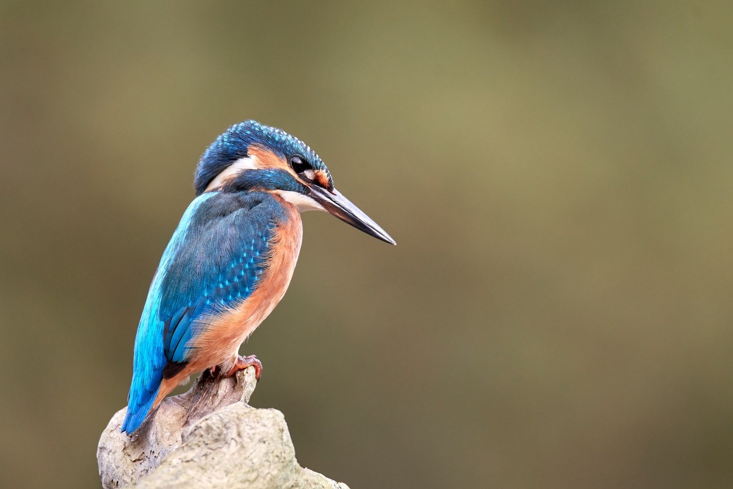 Eisvogel Portrait