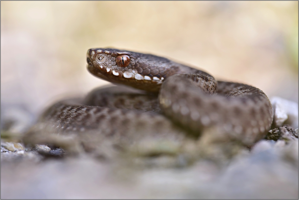 Vipera berus