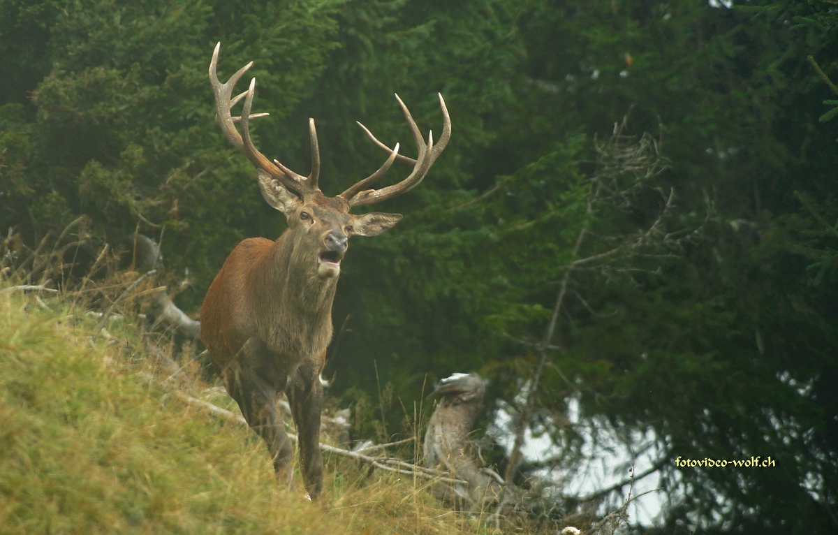 Kapitaler im Gebirge