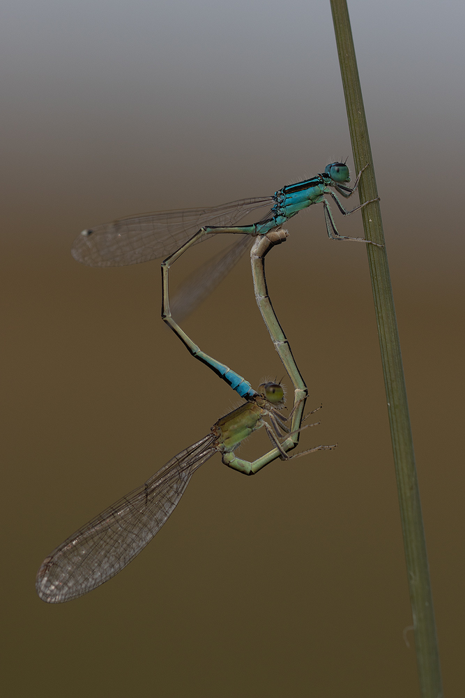 Kleine Pechlibelle (Ischnura pumilio)