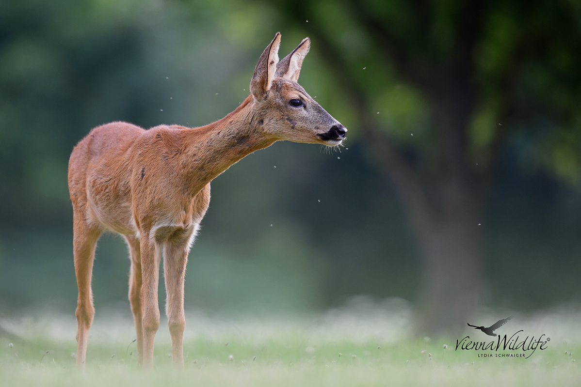 Reh (Forum für Naturfotografen)