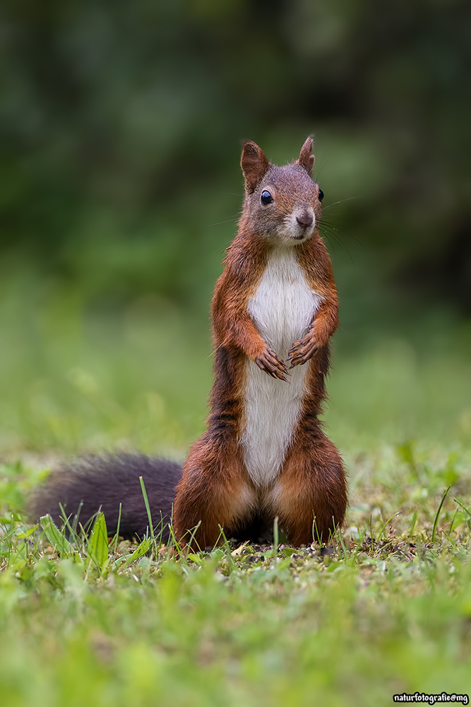 Steh - auf - Hörnchen