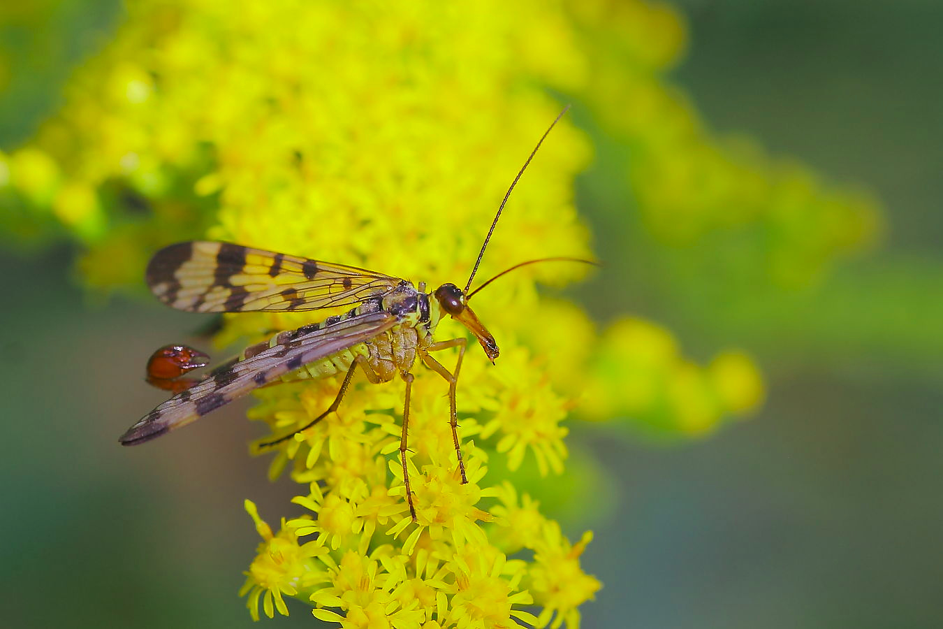 Eine männliche Skorpionsfliege