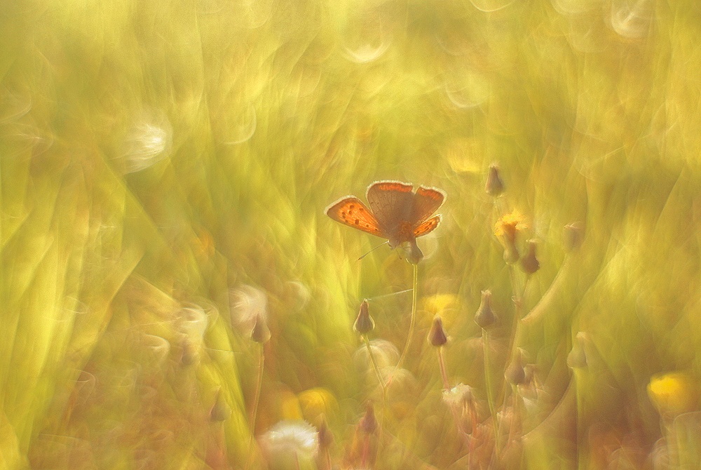 In der Spätsommerwiese