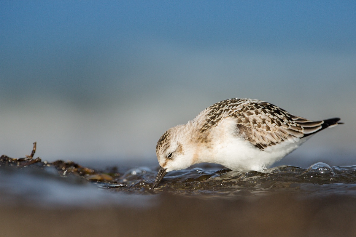 Sanderling