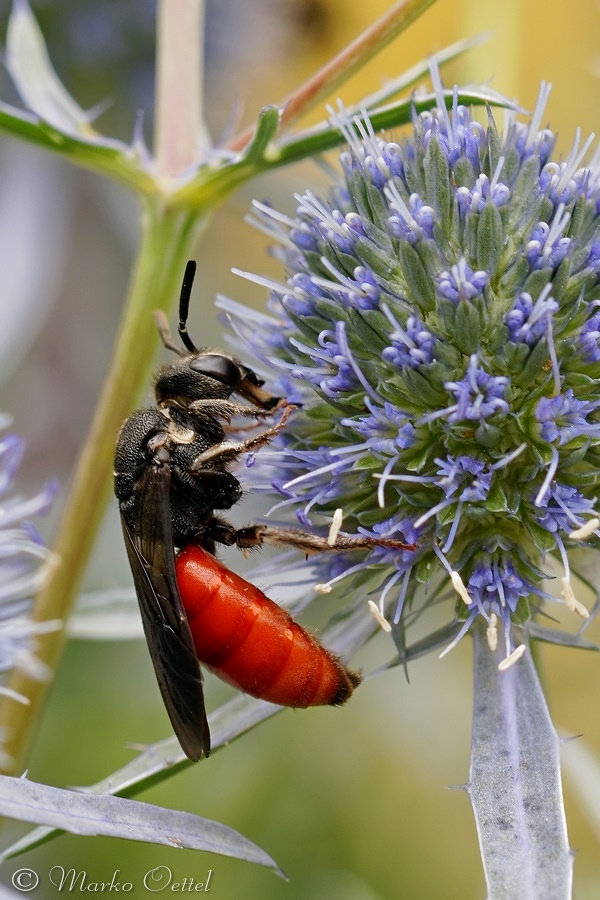 Blutbiene  (Sphecodes albilabris)