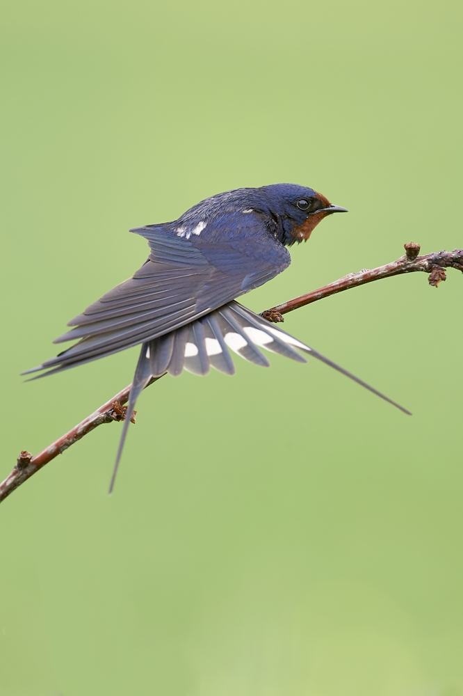 Rauchschwalben-Stretching