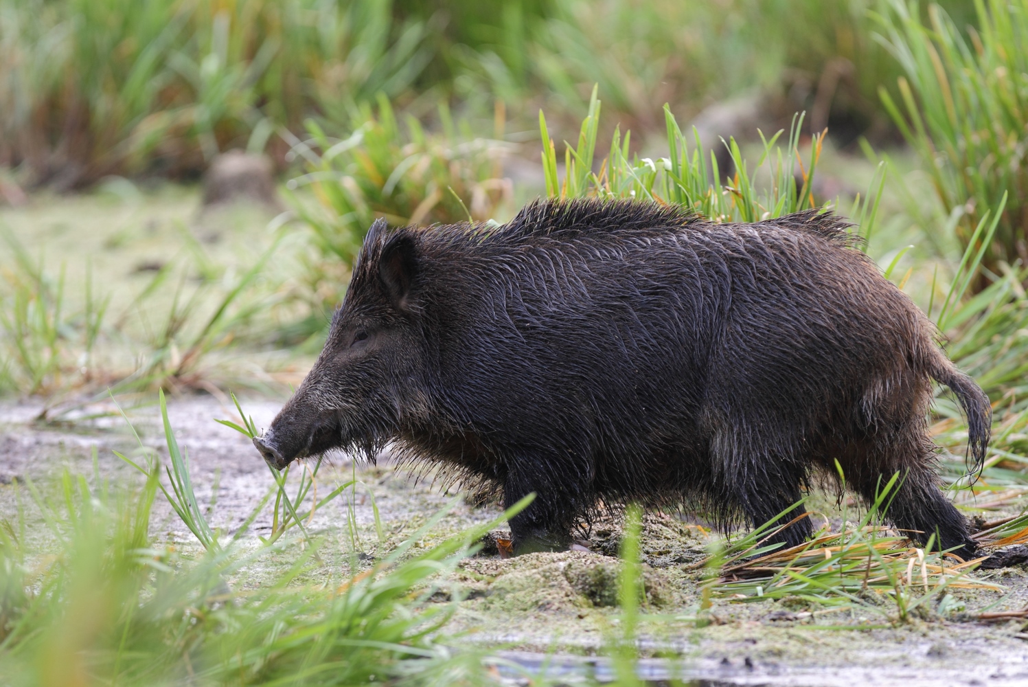 Wildschwein