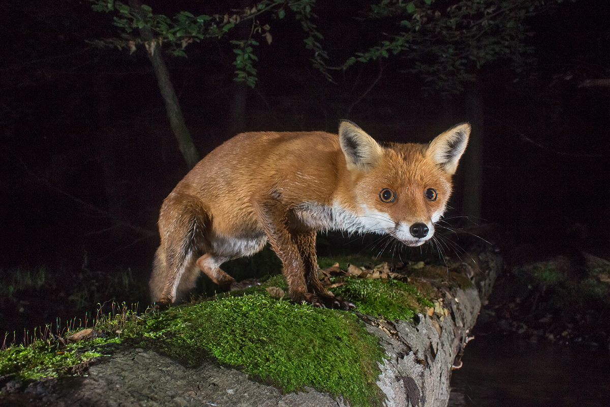 Rotfuchs