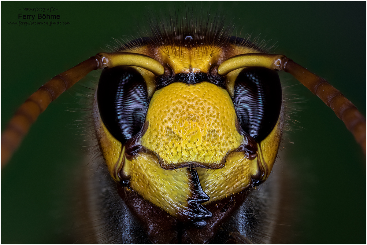 Hornissenportrait