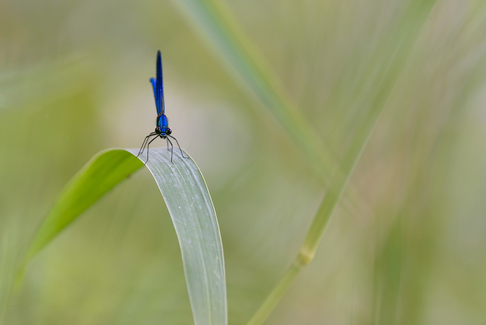 Was für ein "Blau"