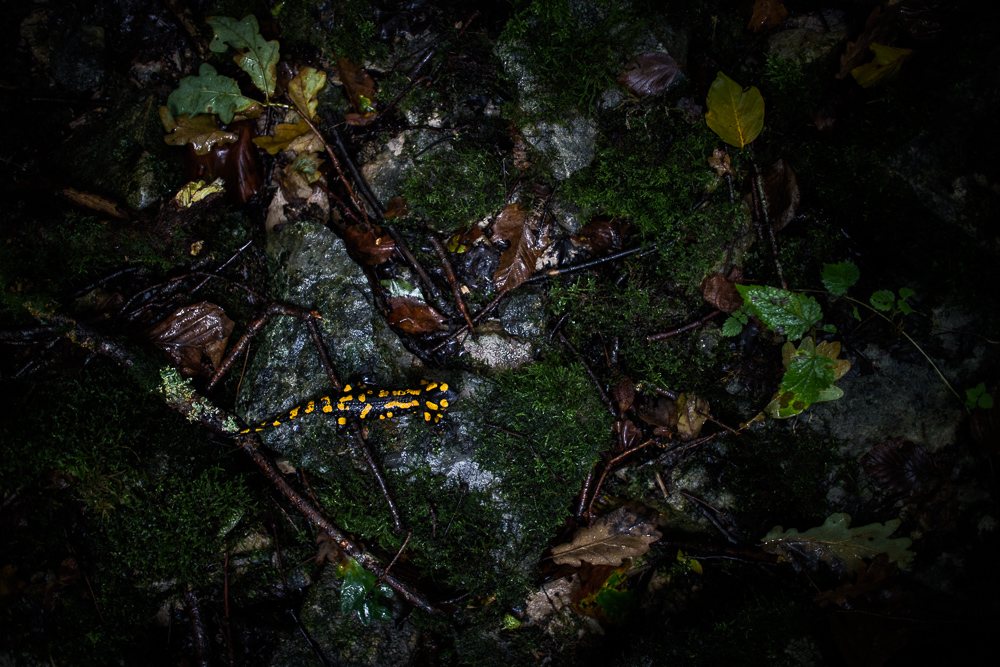Feuersalamander auf herbstlichen Waldboden