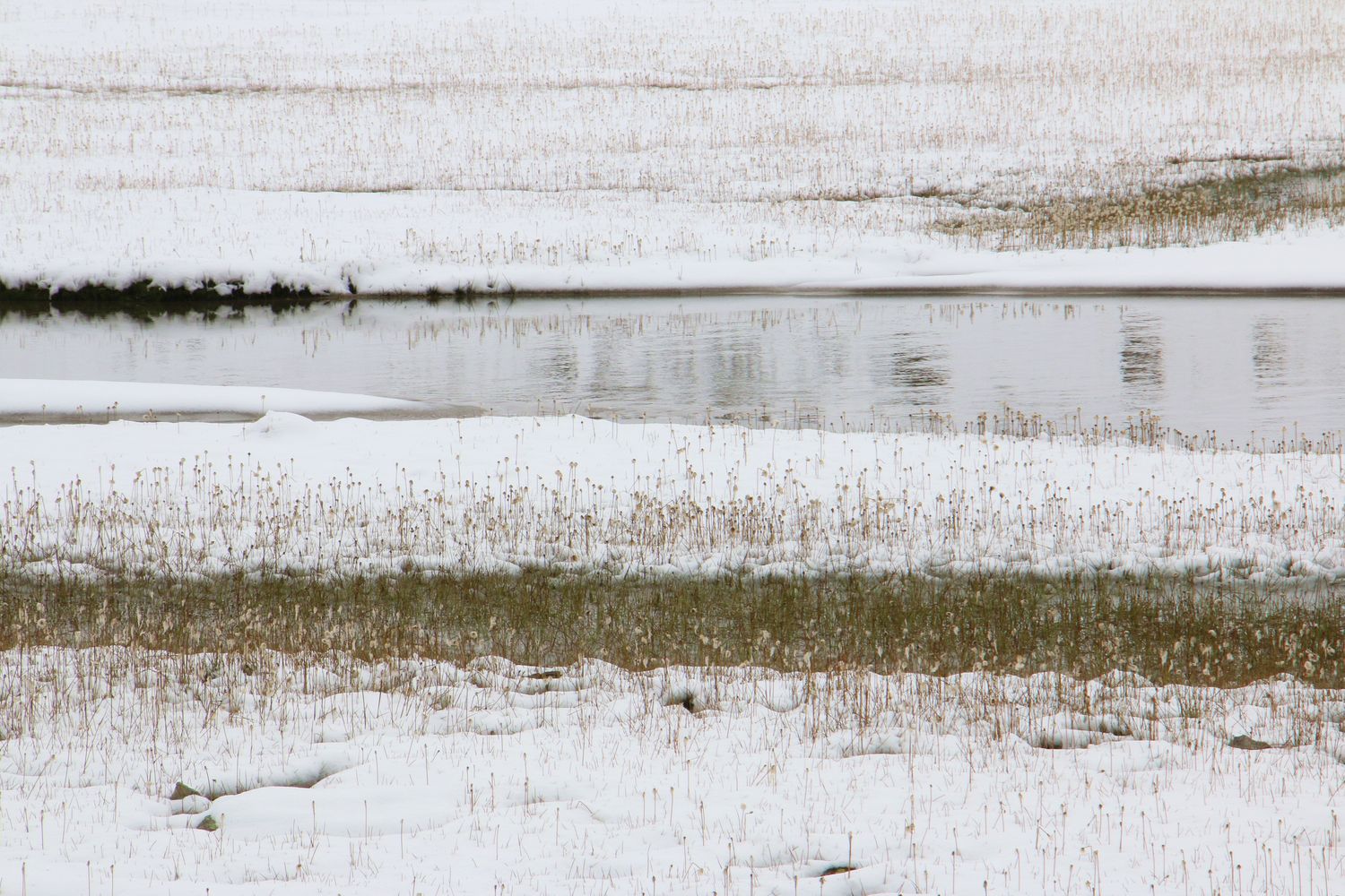 Wollgras im Schnee